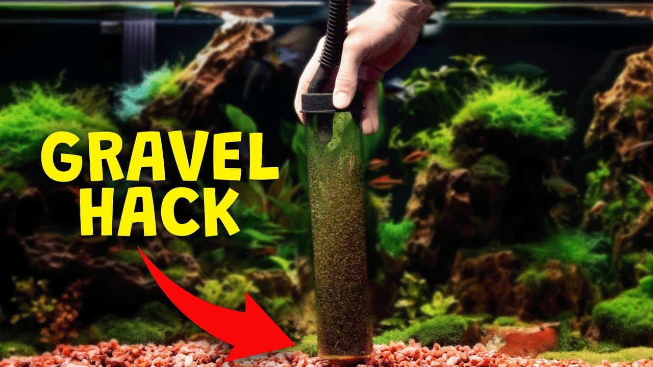 How to Clean Fish Tank Gravel: 7 Step Guide With a Siphon Vacuum