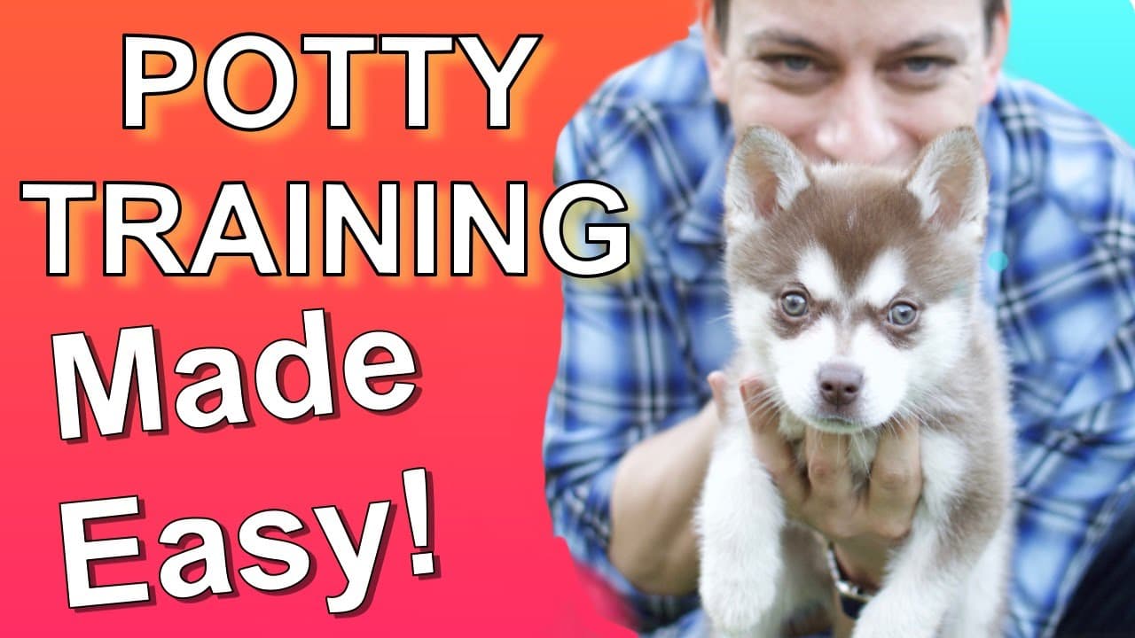 How to Potty Train a Puppy