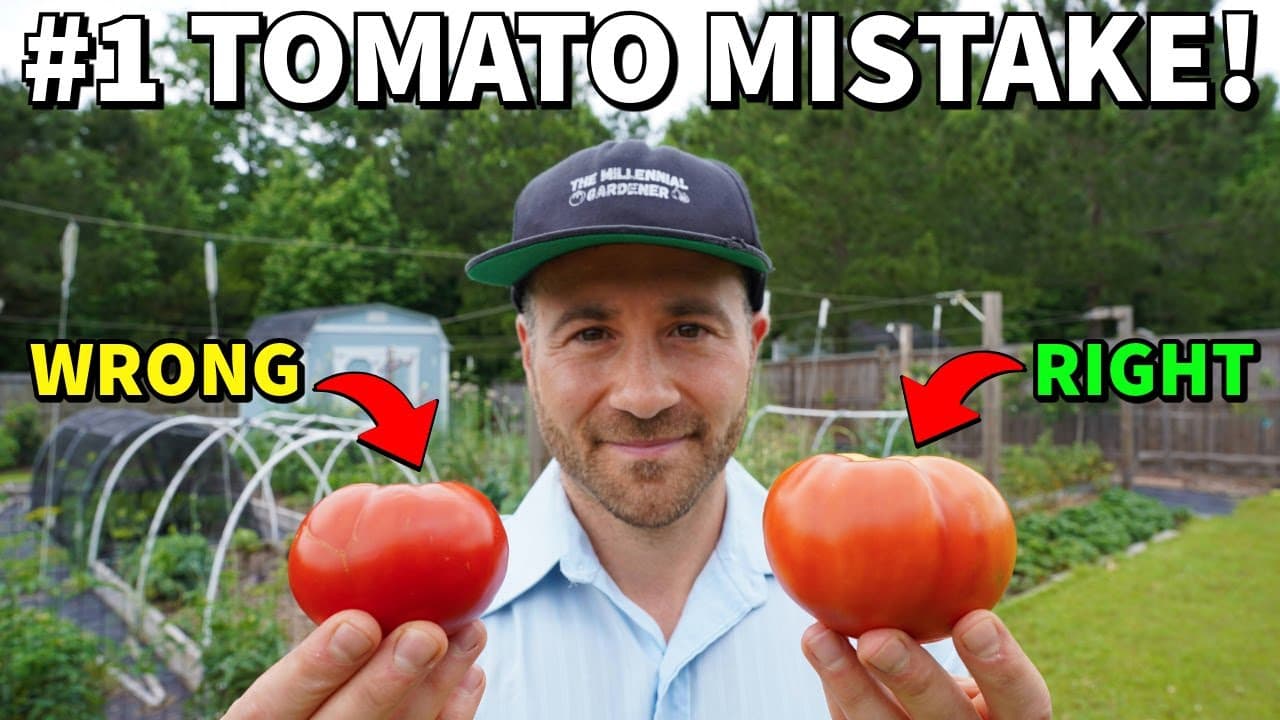 How to Harvest Tomatoes (When and How to Pick for Best Flavor)