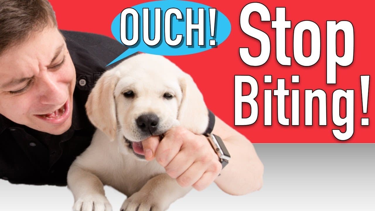 How to Train Your Puppy to Stop Biting