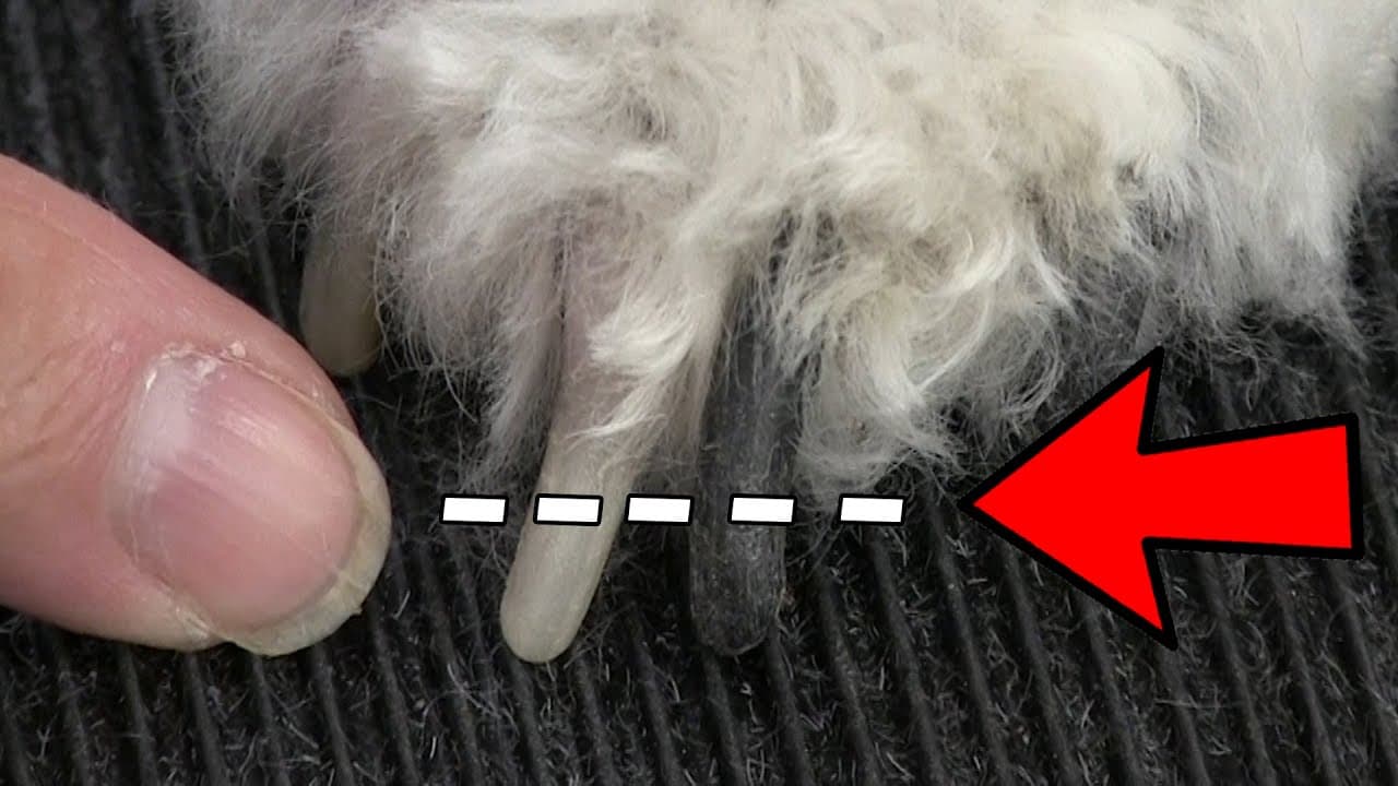 How to Trim Dog Nails: 7 Step Guide for Dark Nails