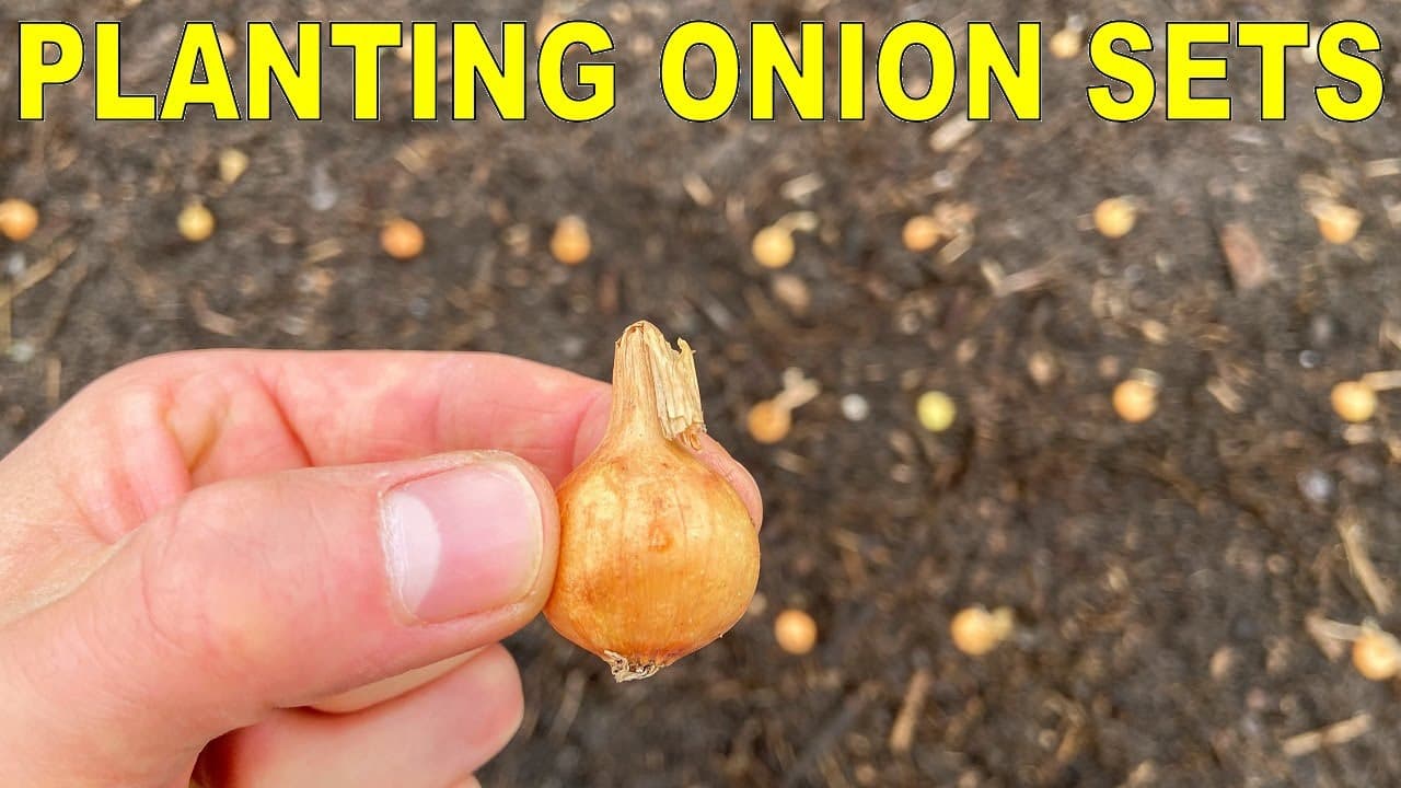 How to Plant Onion Sets the Right Way