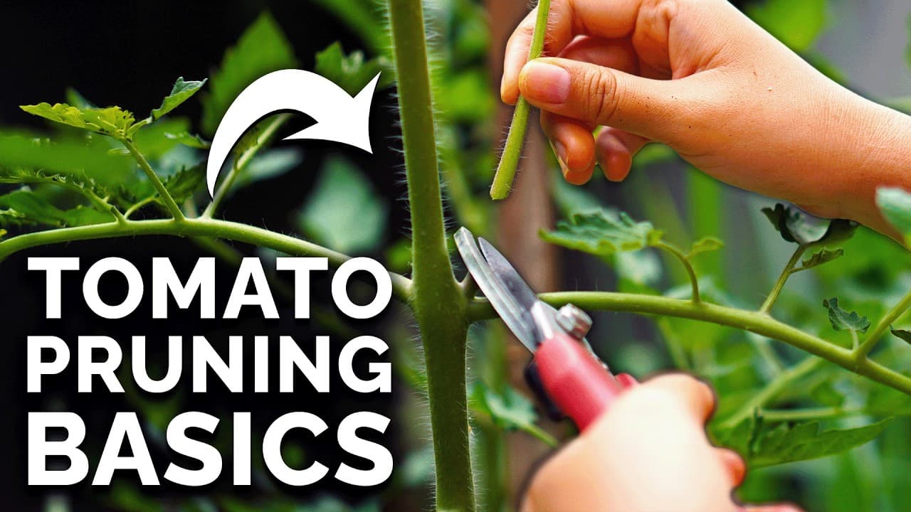 How to Prune Tomato Plants for Maximum Yield (8-Step Guide)