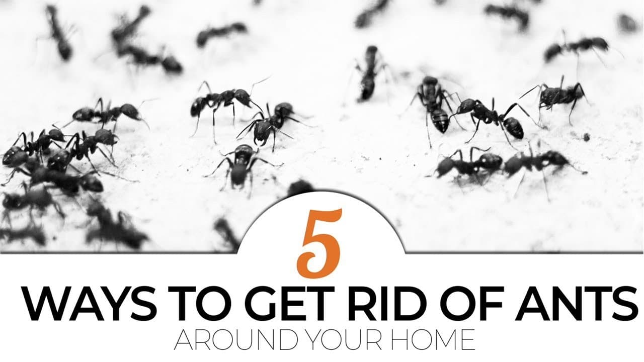 How to Get Rid of Ants