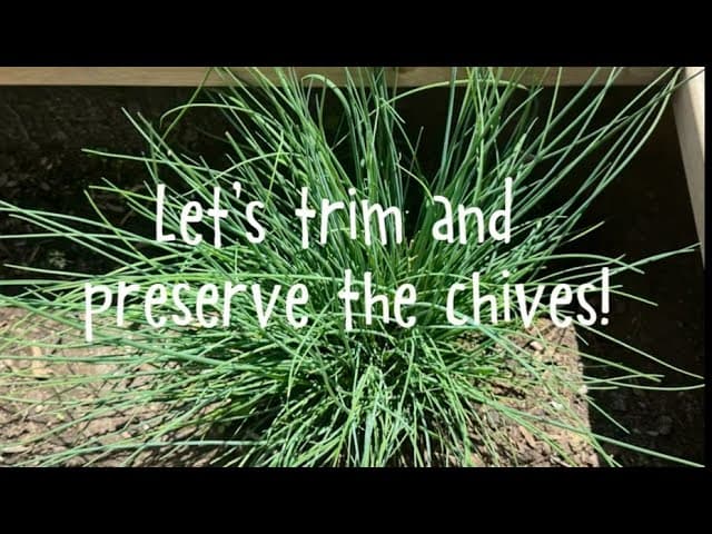 How to Dry Chives (Plus Freezing for Long-Term Storage)