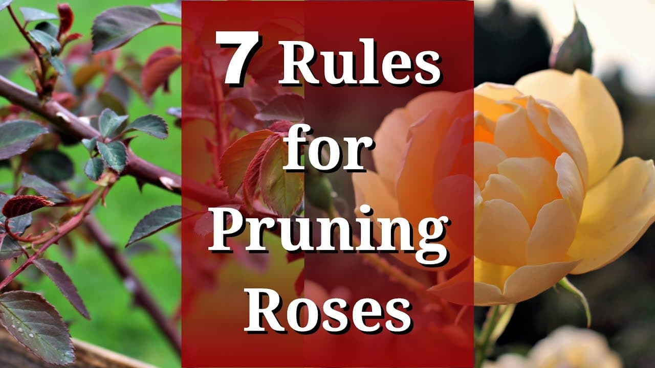 How to Prune Roses - 7 Common Rules Explained