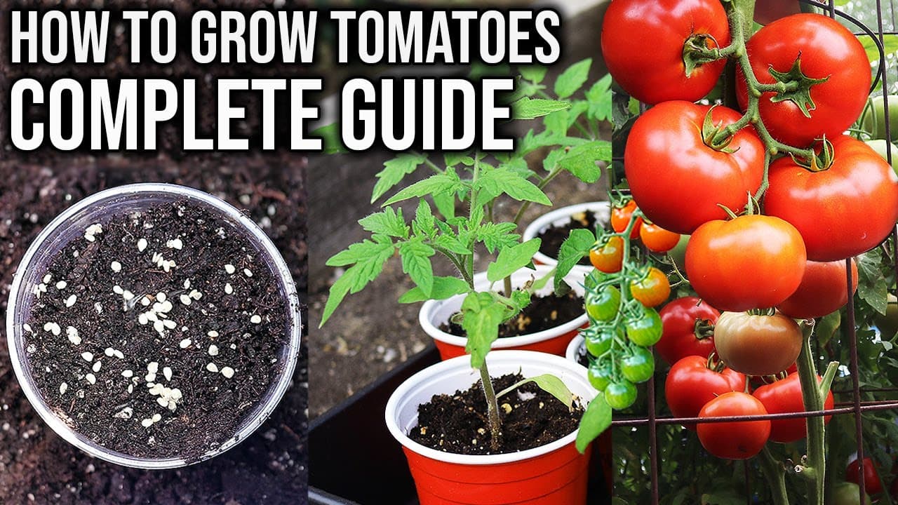 How to Plant Tomatoes: 8-Step Beginner Guide