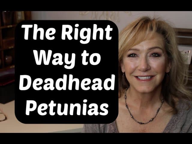 How to Deadhead Petunias (Step by Step)