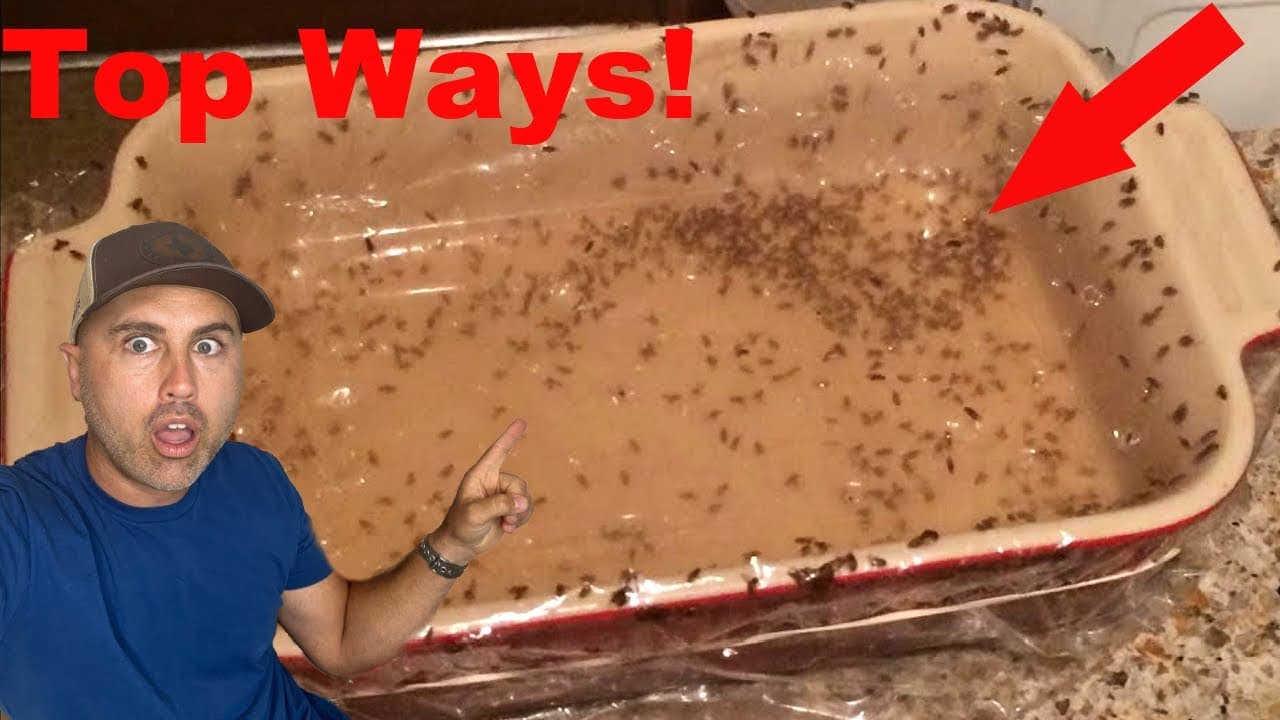How to Get Rid of Fruit Flies