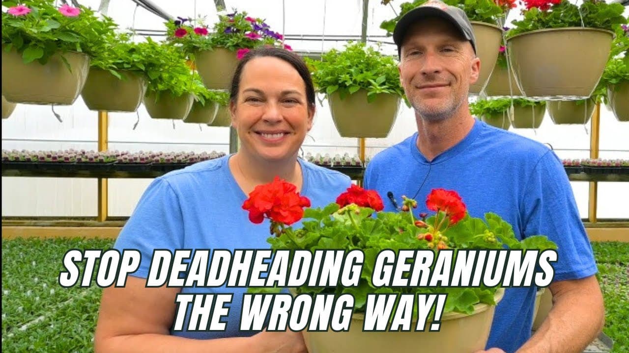 How to Deadhead Geraniums (The Right Way for More Blooms)