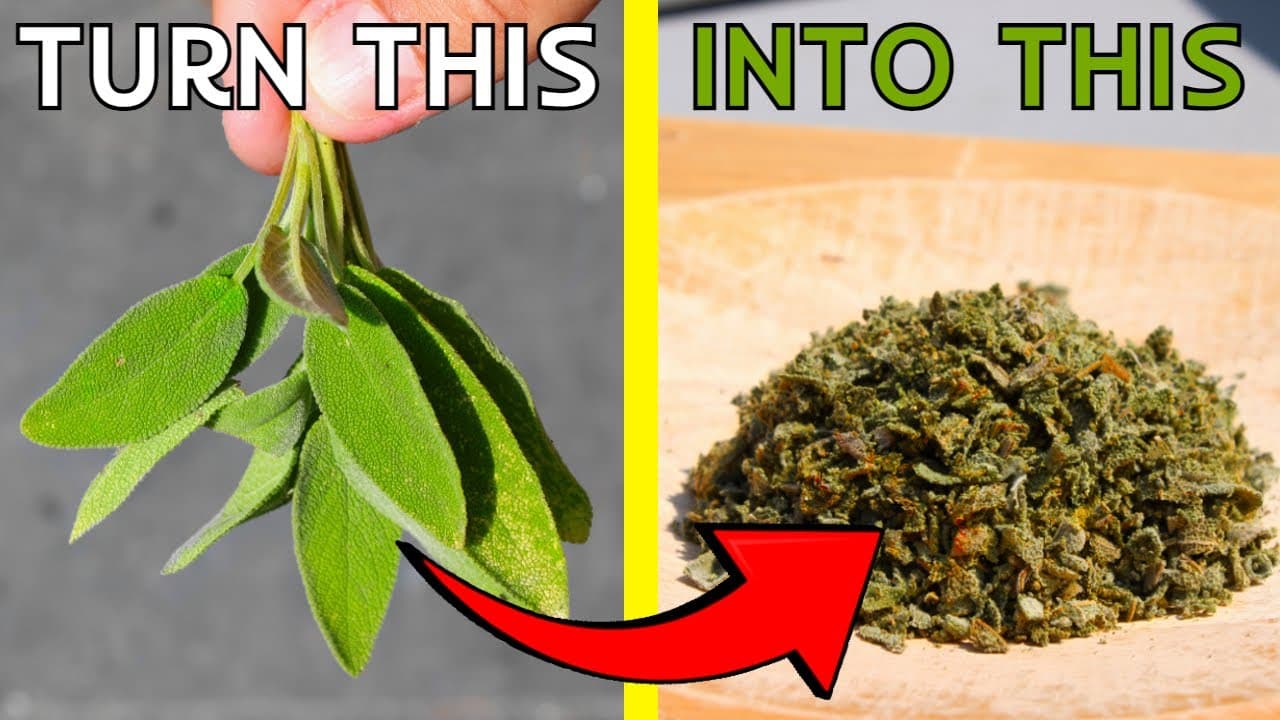 How to Dry Sage (Step by Step Guide for Storage)