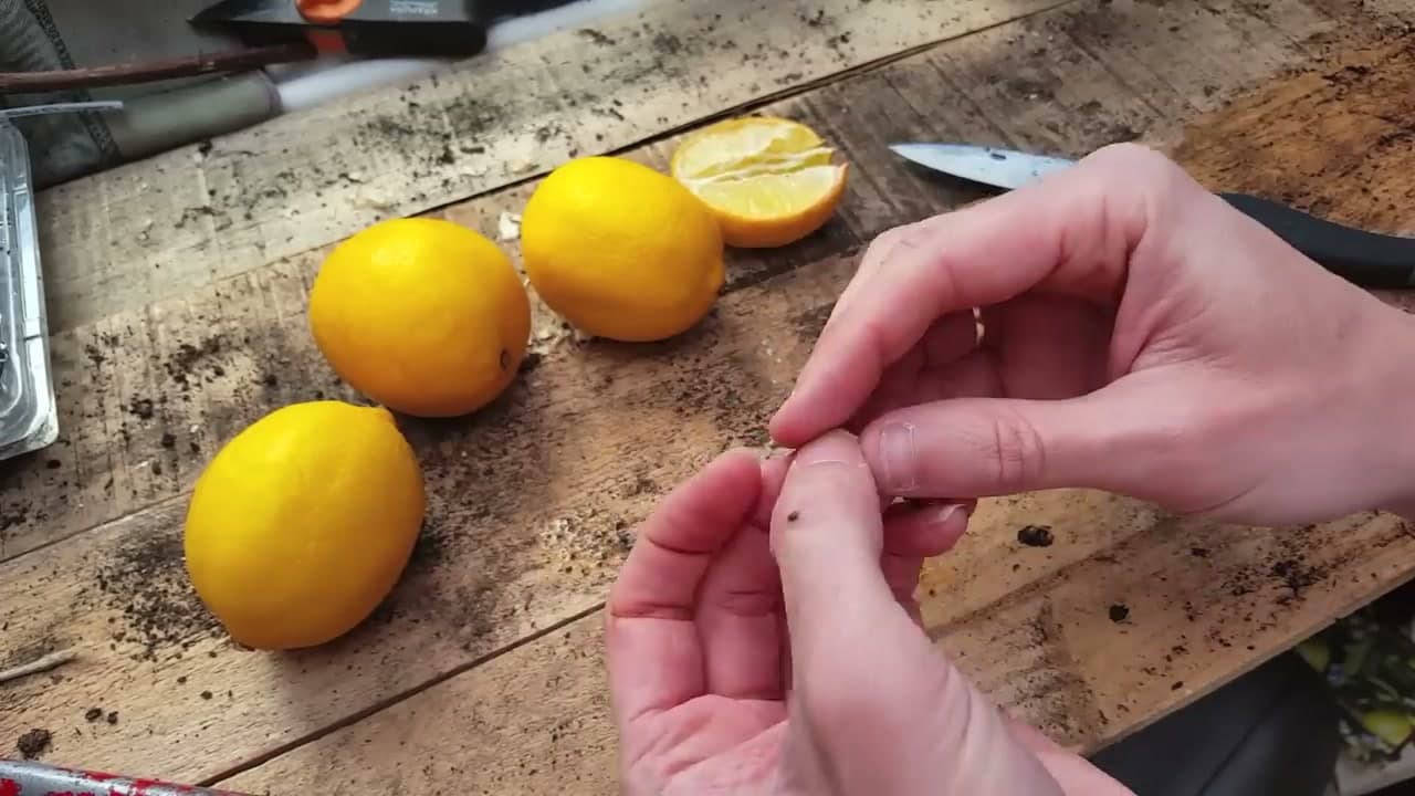 Step 1: Step 1: Cut a Lemon and Save the Seeds