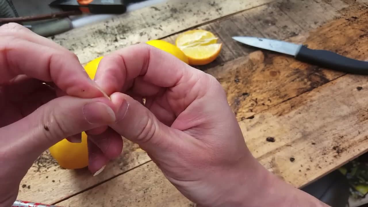 Step 2: Step 2: Rinse and Pick the Best Seeds