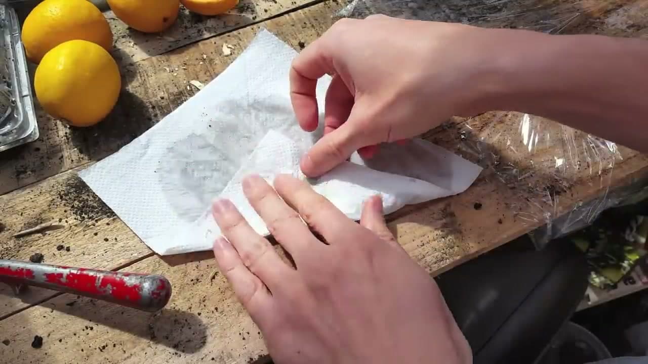 Step 3: Step 3: Lay the Seeds on a Damp Paper Towel