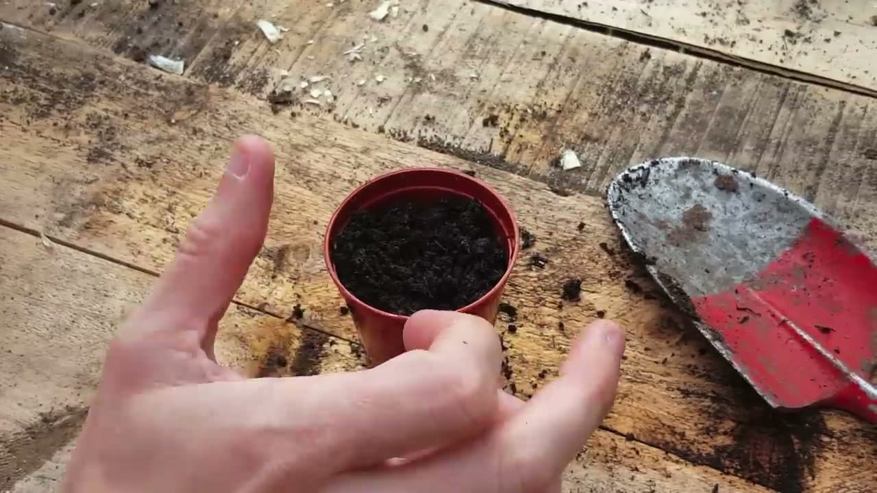 Step 6: Step 6: Plant Each Sprouted Seed