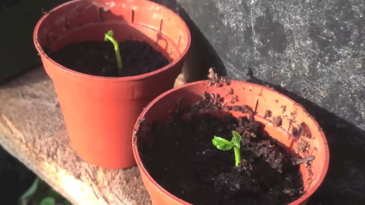 Step 7: Step 7: Keep the Pots Warm and Sunny