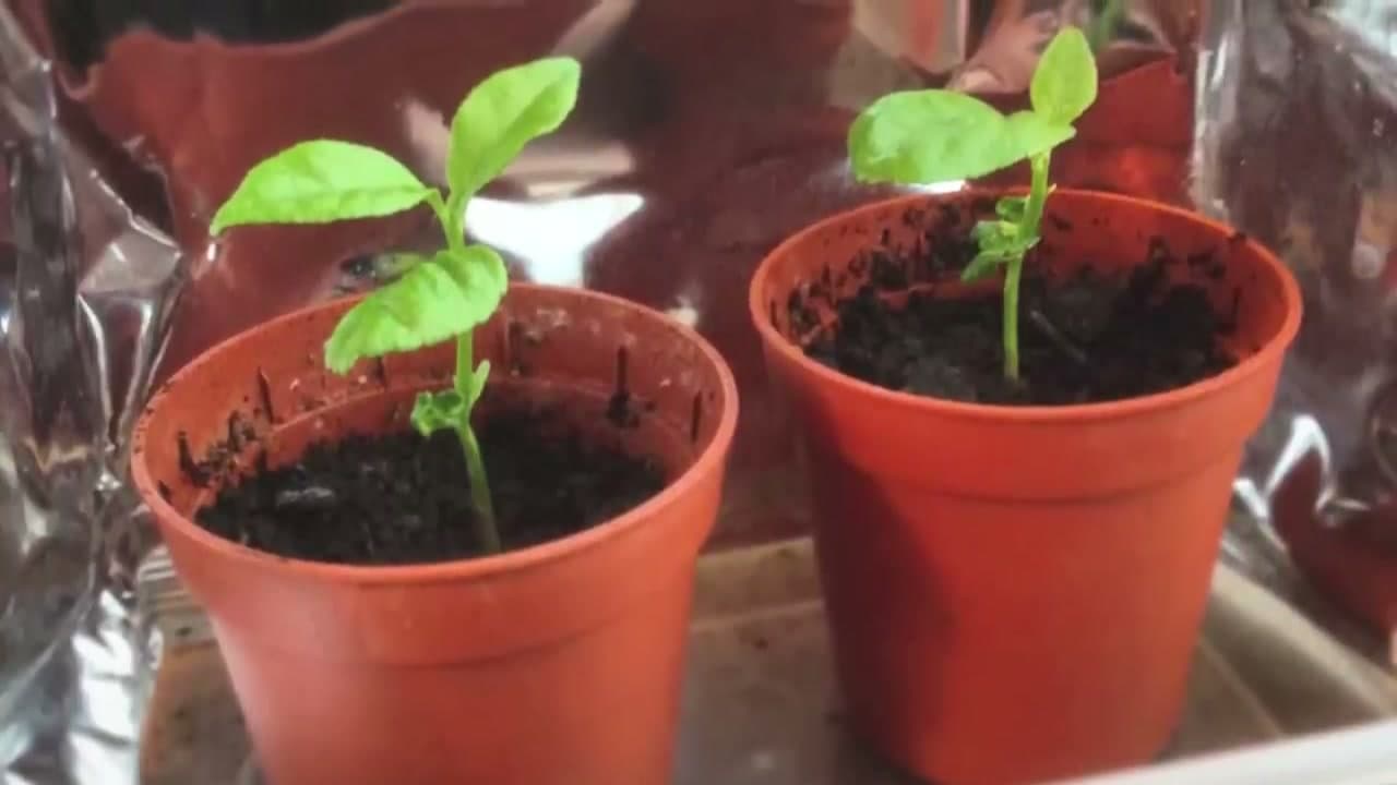 How to Grow a Lemon Tree from Seed