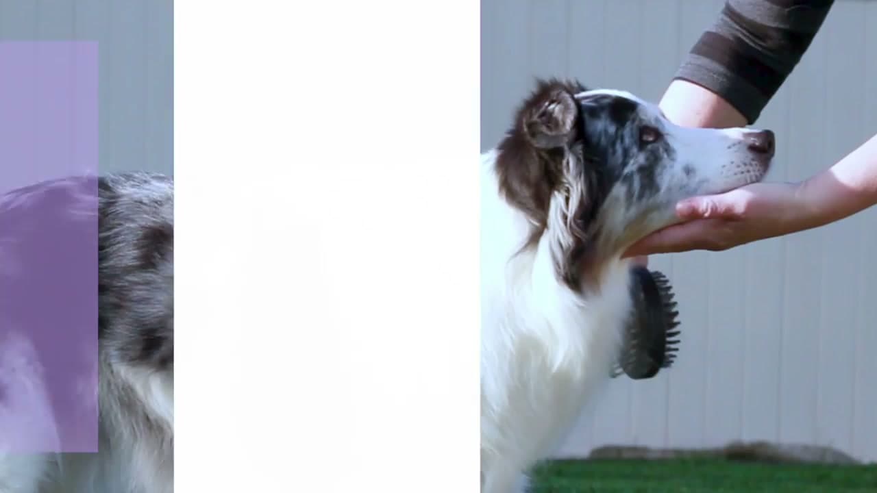 The finished result: How to Get a Dog Used to Nail Trimming: 7 Step Desensitization Guide