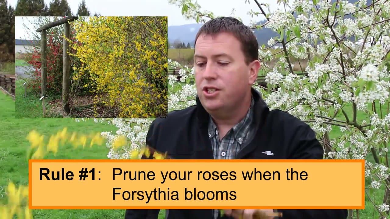 Step 1: Start When the Early Shrubs Bloom