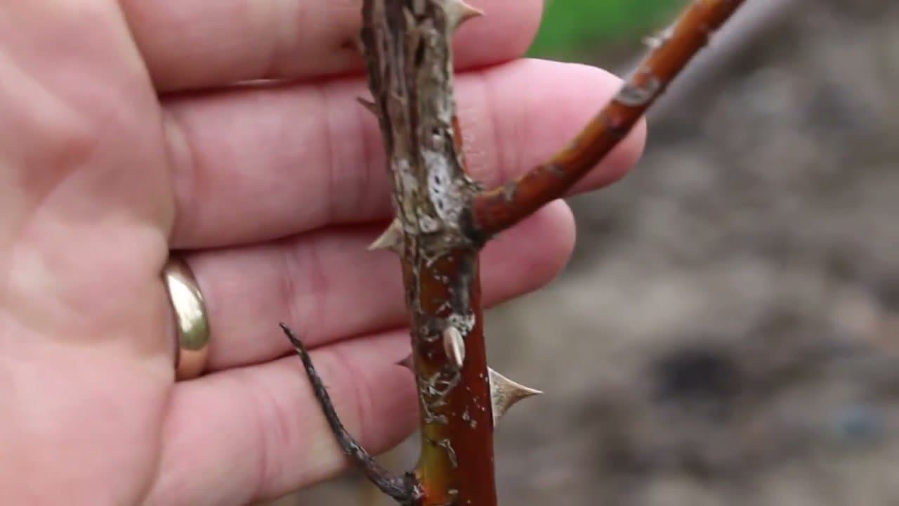 Step 2: Remove Dead, Diseased, Damaged, and Crossing Stems First