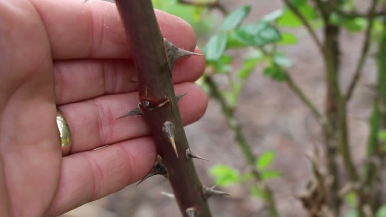 Step 3: Cut Above an Outward-Facing Bud