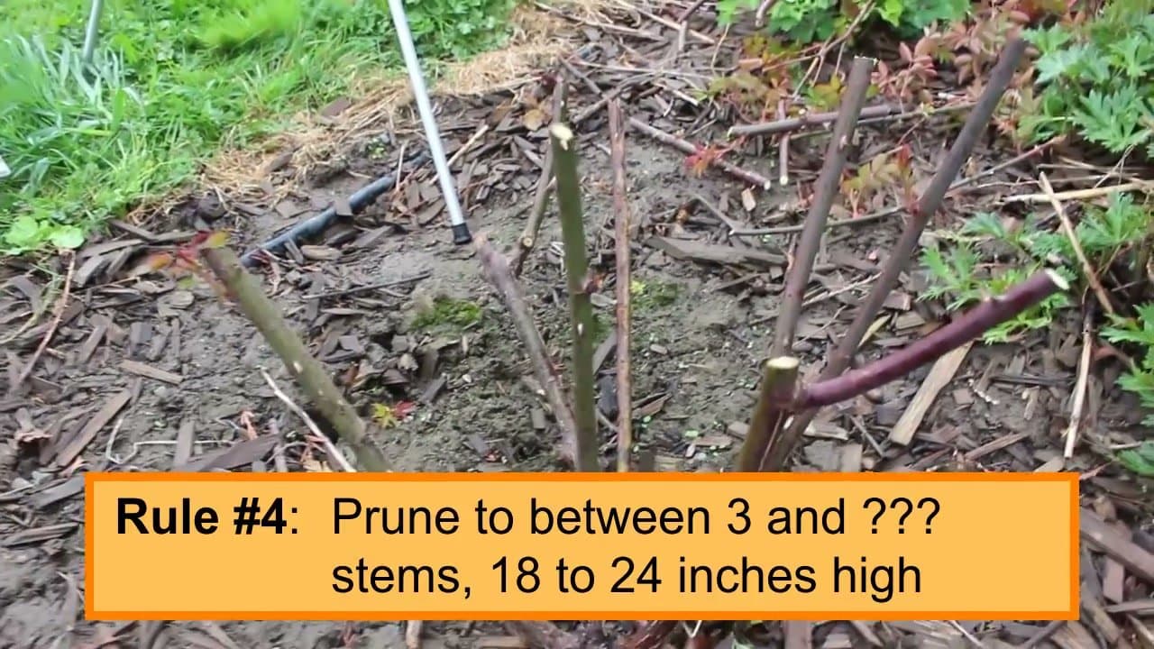 Step 4: Skip the Harsh Vase Shape Rule