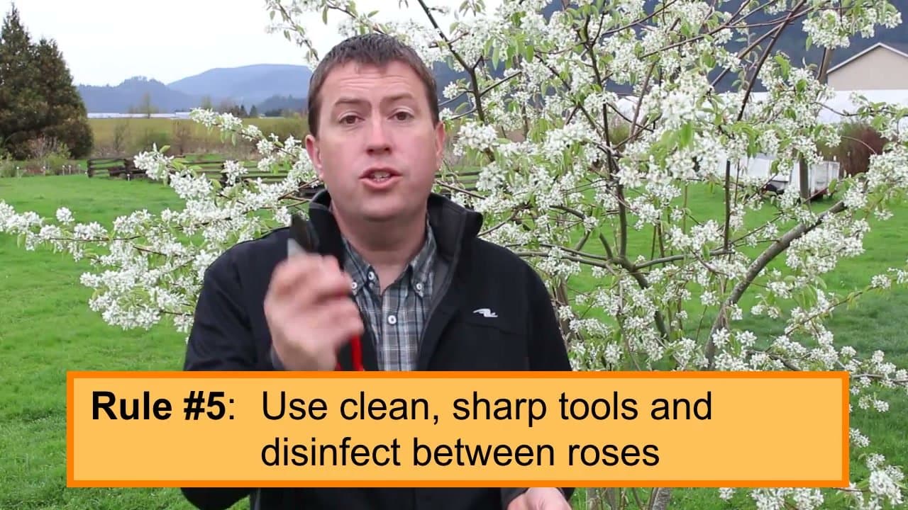 Step 5: Use Clean, Sharp Bypass Pruners