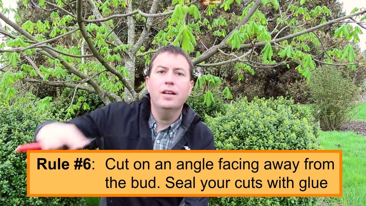 Step 6: Ignore the Angled Cut Rule