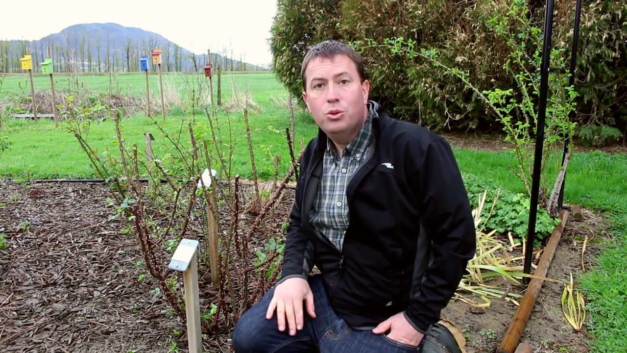 The finished result: How to Prune Roses - 7 Common Rules Explained