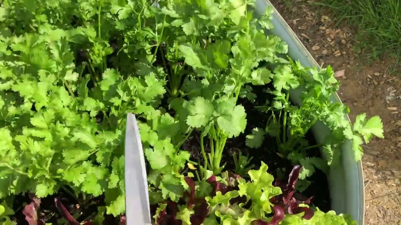 Step 1: Step 1: Trim the Outer Stems First
