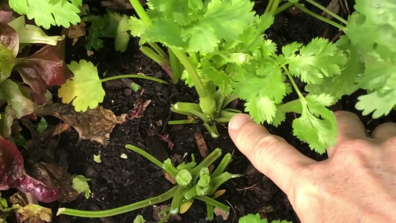 Step 2: Step 2: Or Cut the Whole Plant at the Base