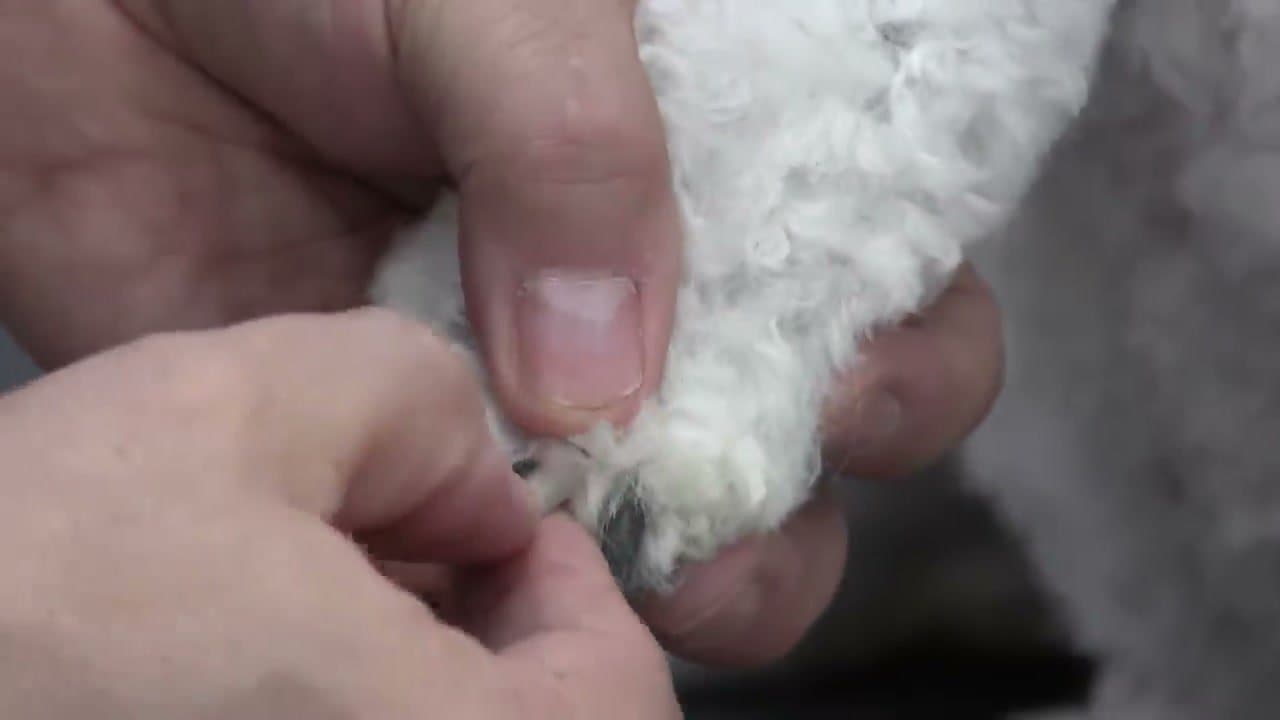 Step 2: Step 2: Identify the Safe Cut Point