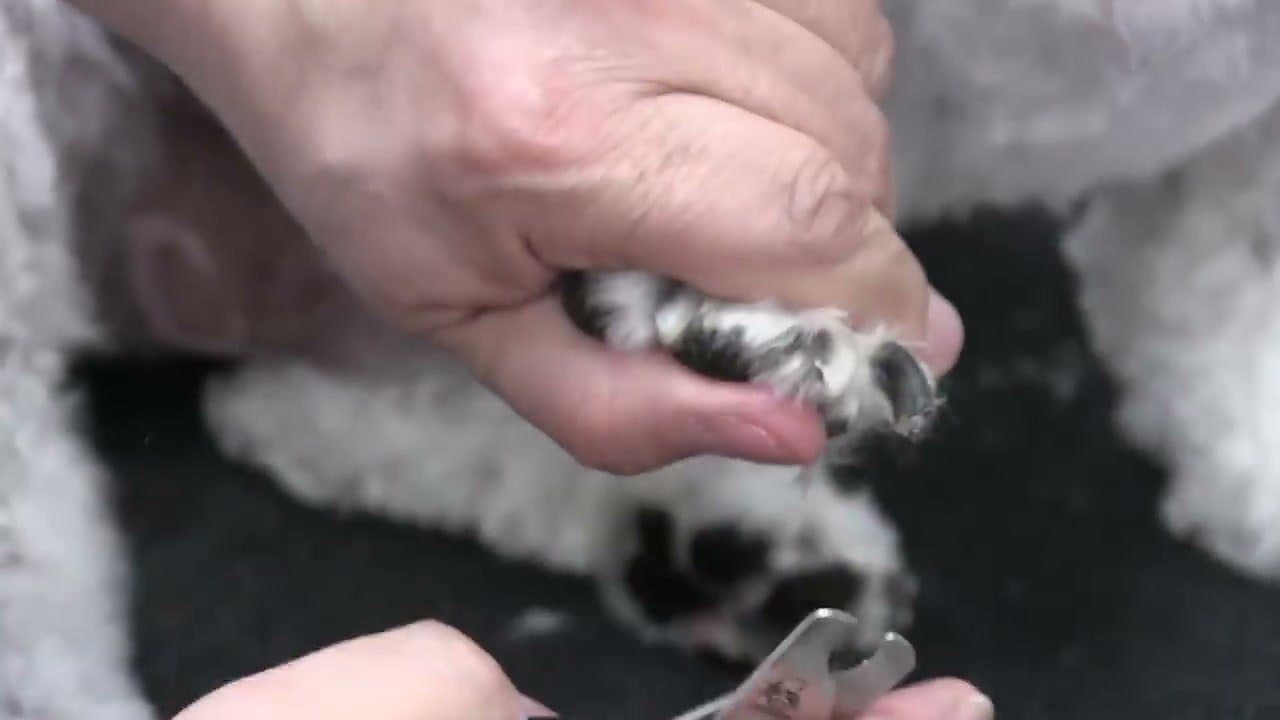 Step 6: Step 6: Tip Each Dark Nail in Small Amounts