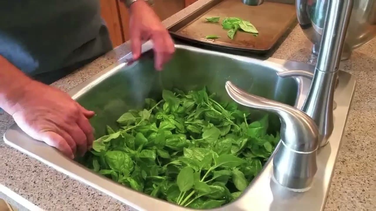 Step 1: Step 1: Harvest Fresh Basil From the Garden
