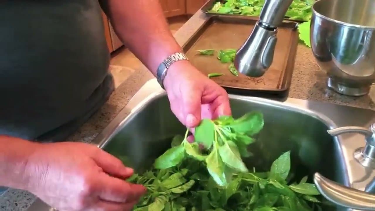 Step 2: Step 2: Pinch the Leaves Off the Stems