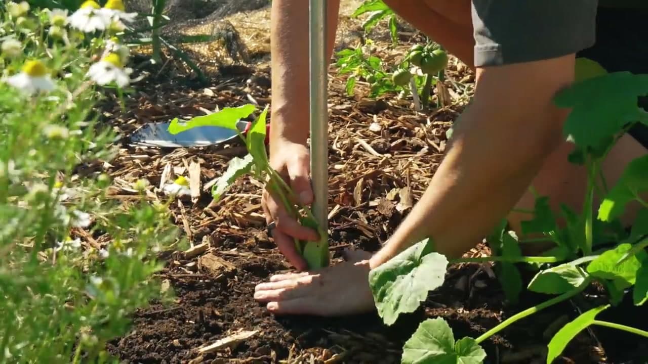 Step 3: Step 3: Mulch Around the Base