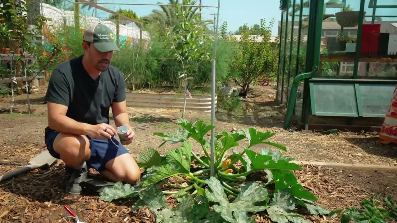 Step 4: Step 4: Tie the Plant to the Stake Once It Reaches 6-8 Inches