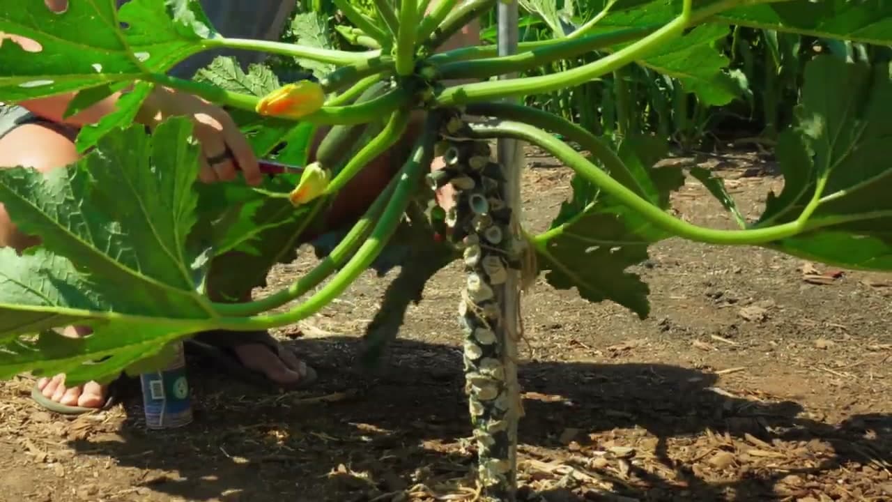 Step 5: Step 5: Strip the Lower Leaves Regularly