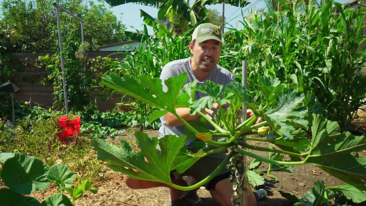 The finished result: How to Grow Zucchini Vertically - Save Space and Get More Harvests