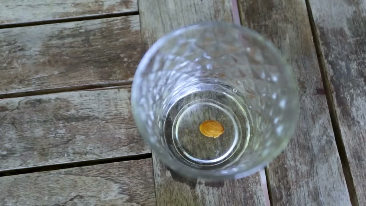Step 2: Step 2: Soak the Seed in Water