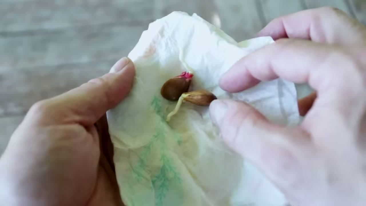 Step 4: Step 4: Watch for the Root to Sprout