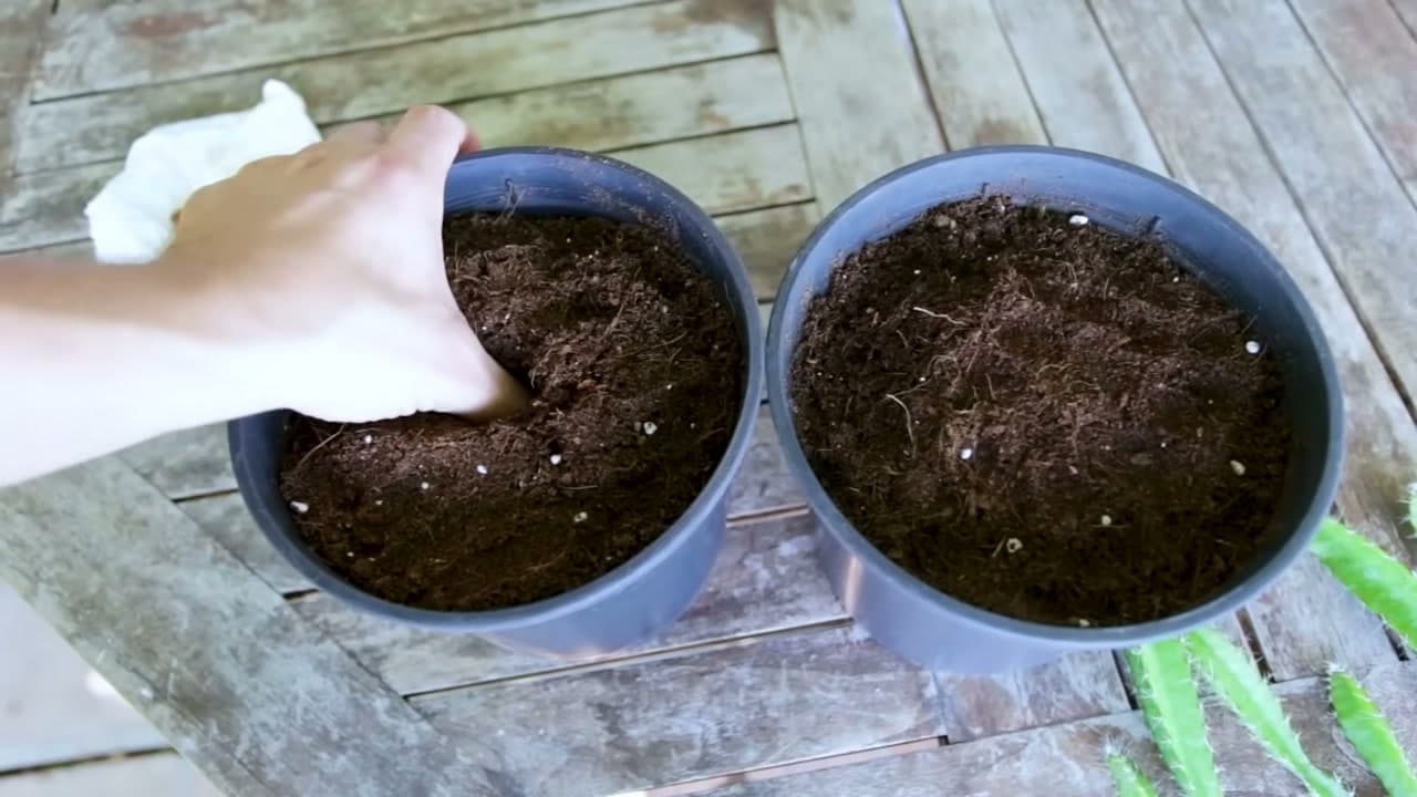Step 5: Step 5: Plant the Sprouted Seed in a Pot