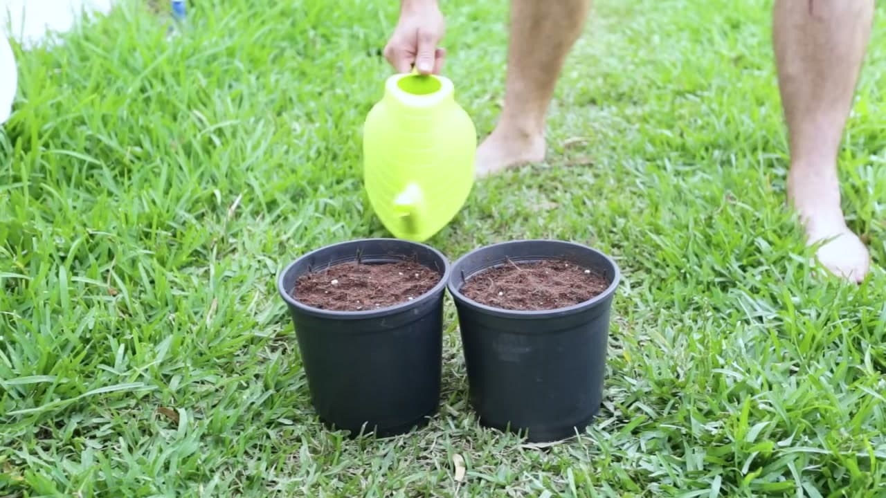 The finished result: How to Grow a Peach Tree from a Pit (Step by Step)