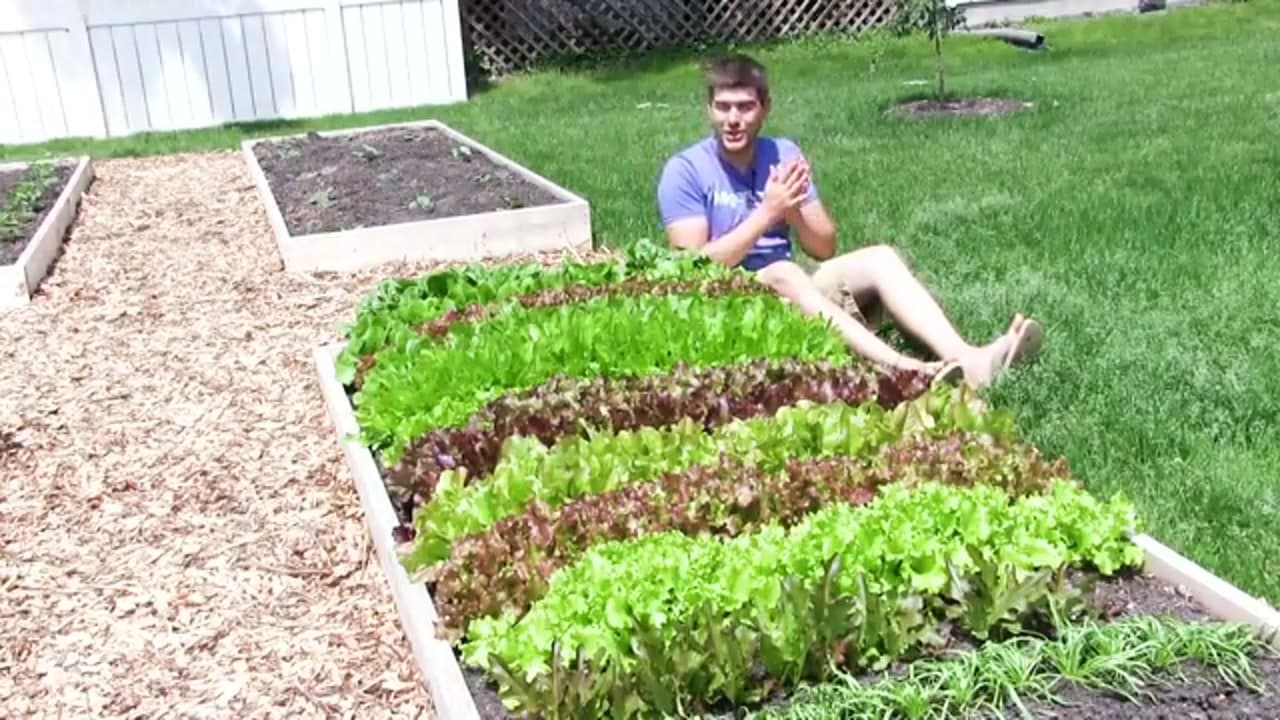 The finished result: How to Harvest Lettuce