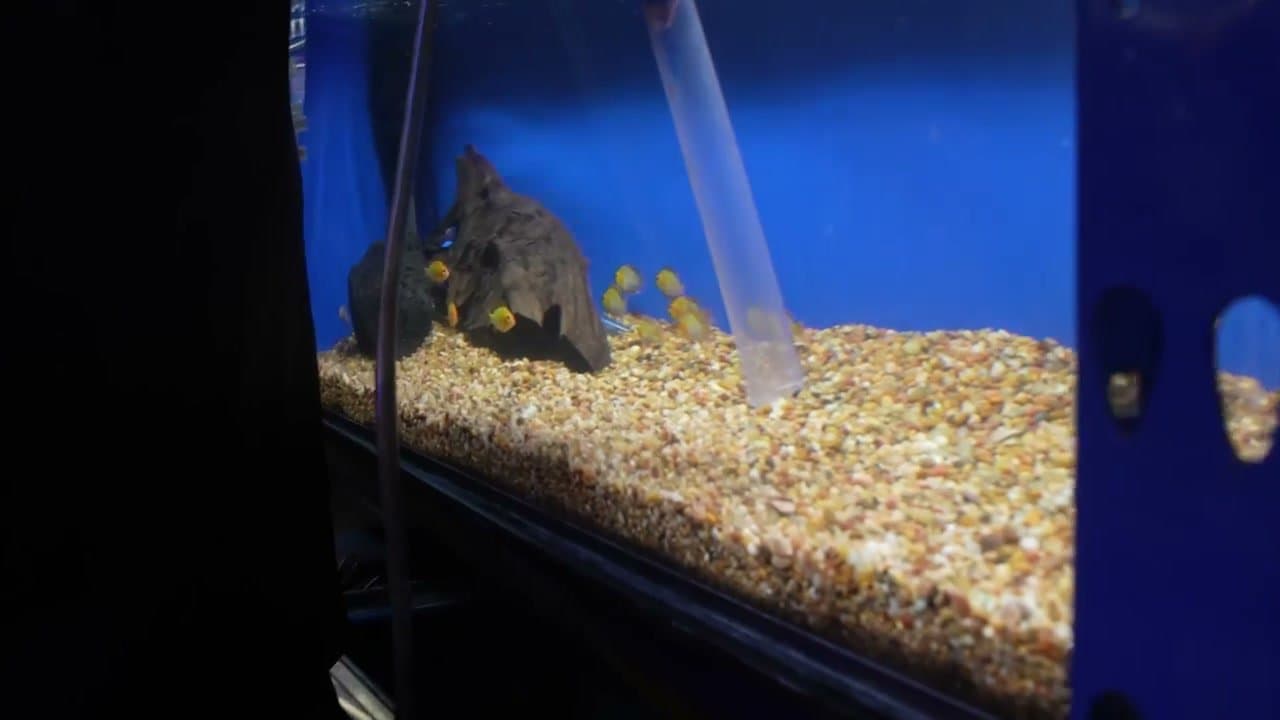 Step 5: Step 5: Push the Tube Into the Gravel