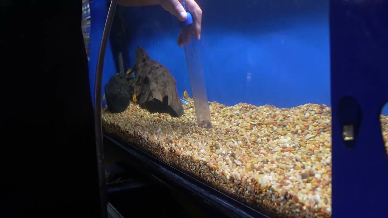 Step 6: Step 6: Leave the Fish in the Tank