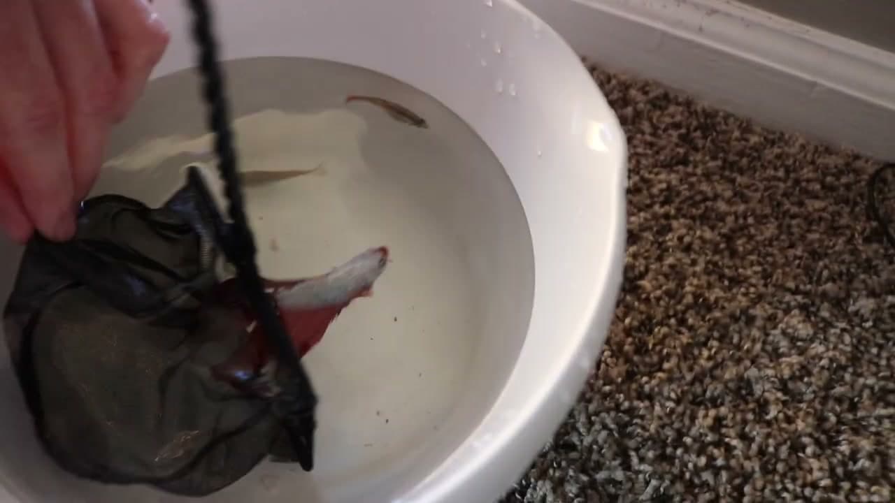Step 2: Step 2: Move the Fish to a Holding Bowl