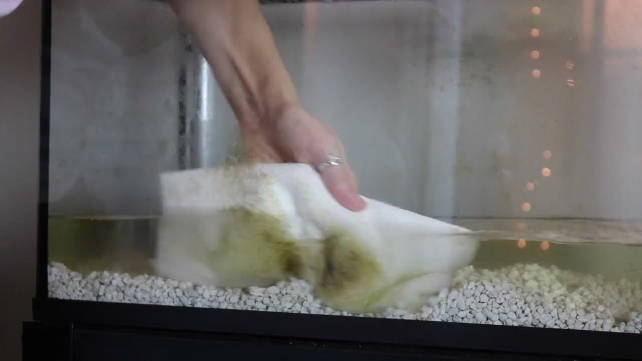 Step 5: Step 5: Scrape Algae Off the Glass