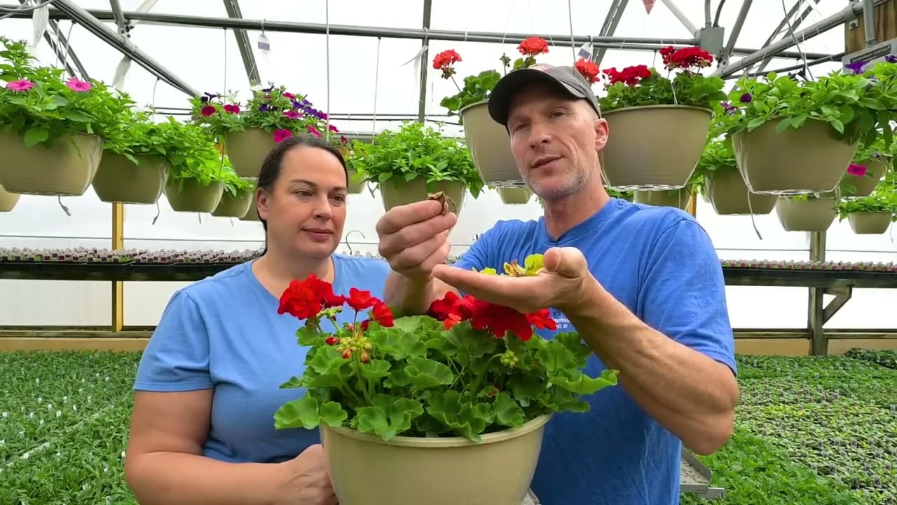 Step 4: Clean Up Petals and Bad Leaves