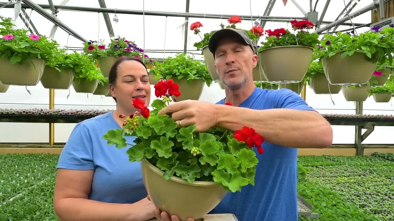The finished result: How to Deadhead Geraniums (The Right Way for More Blooms)